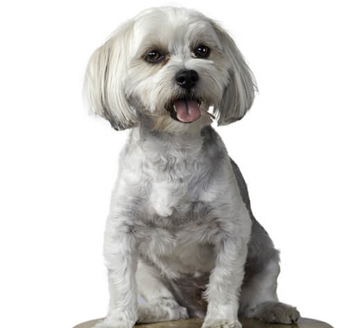 Best dog food for morkie puppy discount